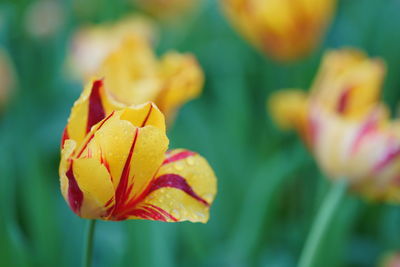 Close-up of red flower