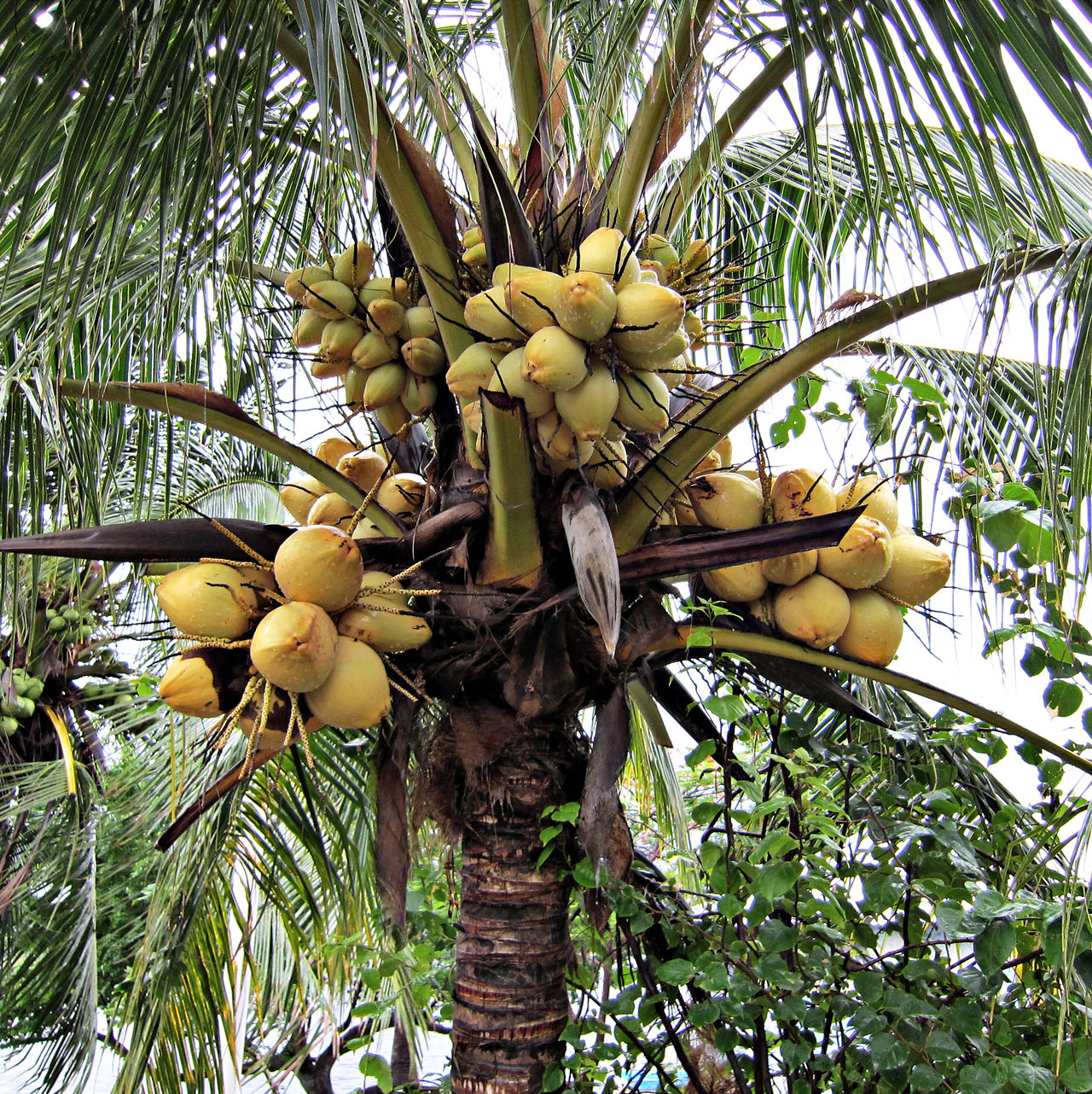 #chiapas #pacific #coconut #coco #tree #yellow #beach #pentax #nice #food #drink #travel #feelgood #photooftheday #bestshot #ebook #amazon #dsr