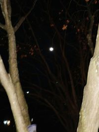 Close up of tree at night