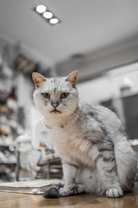 Portrait of cat sitting on floor