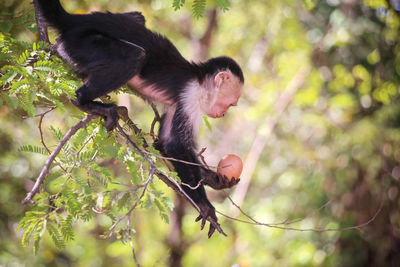 Profile view of panamanian white-faced capuchin monkey on a tree branch holding an egg.
