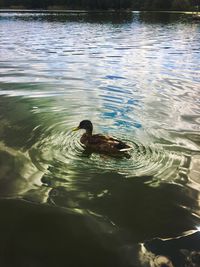 High angle view of duck swimming in lake
