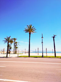 Palm trees on road against blue sky