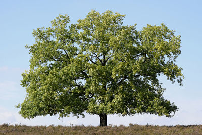 Low angle view of trees on field against sky