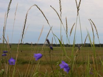 Close-up of purple crocus flowers on field