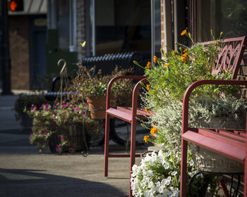 Flowers growing on potted plant