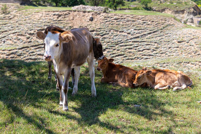 Red and beige calves and cow graze and rest in shade of tree on hot summer day.