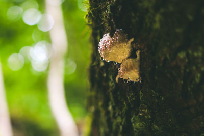 Close-up of mushroom growing on tree trunk