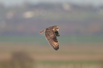 A short-eared owl in flight