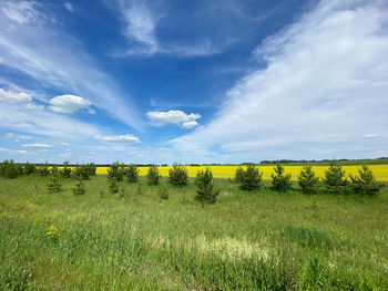 Scenic view of field against sky