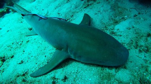 Close-up of fish swimming in sea