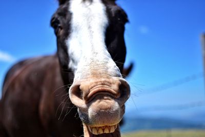 Close-up portrait of horse