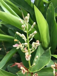 Close-up of plant