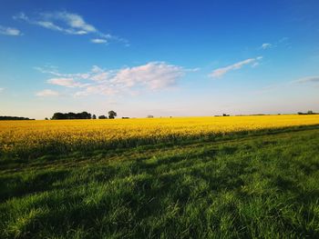 Scenic view of field against sky