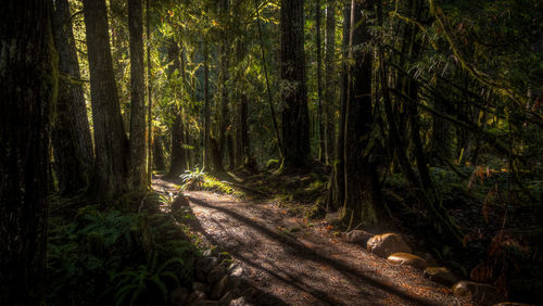 Trees in forest