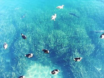 Ducks swimming in sea