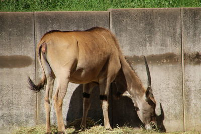 Antelope grazing on field