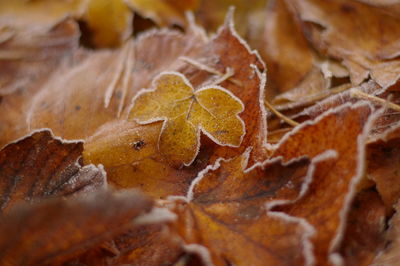 Close-up of dry maple leaves