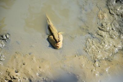 High angle view of crab swimming in lake