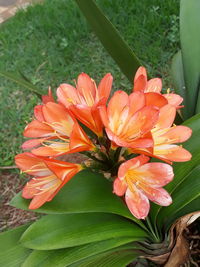 Close-up of orange day lily blooming outdoors