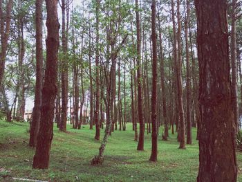 Trees in forest