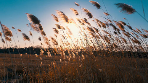 Scenic view of field against sky at sunset