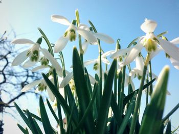 Low angle view of flowers against sky