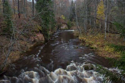 Stream flowing amidst trees in forest
