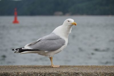 Close-up of seagull perching on retaining wall