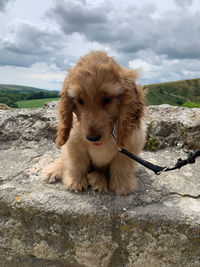 Portrait of dog on rock