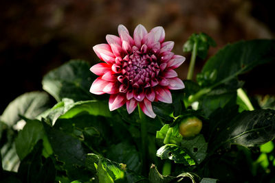 Close-up of pink flowering plant