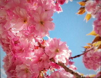 Low angle view of pink flowers blooming on tree