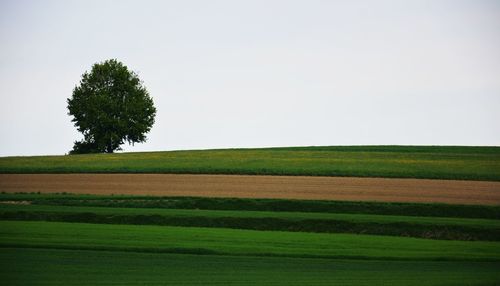 Scenic view of agricultural field against clear sky