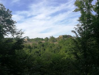 Scenic view of forest against sky