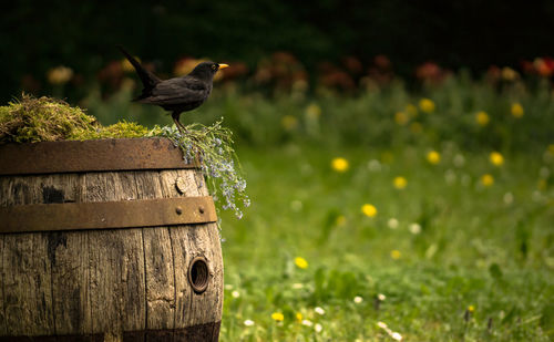 Bird perching on a wood