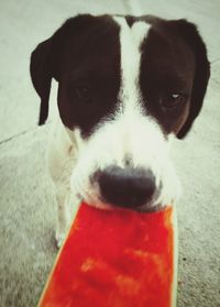 Close-up portrait of dog