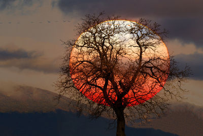 Silhouette of tree against sky during sunset