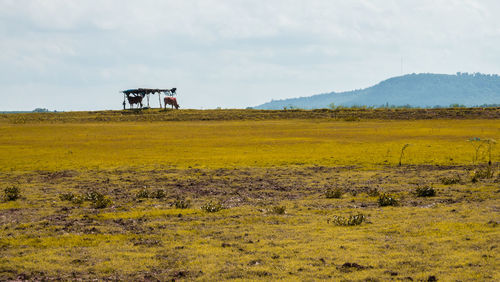 Scenic view of field against sky