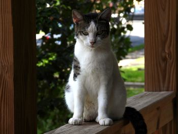 Cat sitting on wood