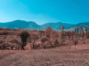 Scenic view of field against clear blue sky