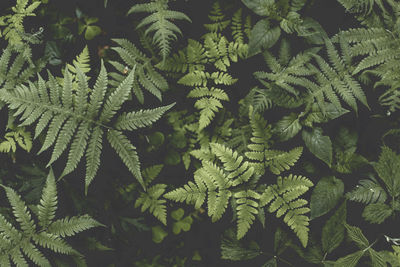 Full frame shot of fern leaves on the forest floor