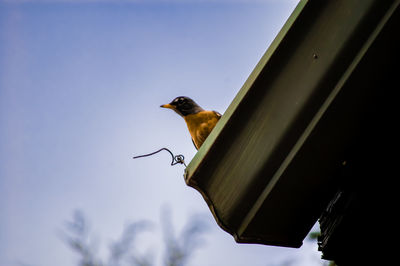 Low angle view of bird perching on the sky