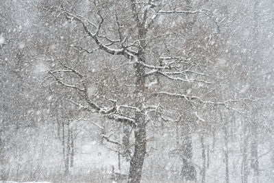 Tree in winter blizzard