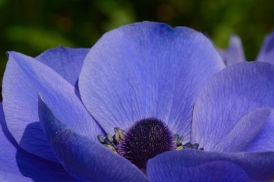 Close-up of purple flowers