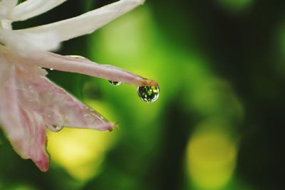 Close-up of wet flower