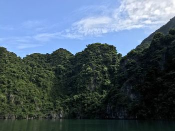 Scenic view of forest against sky