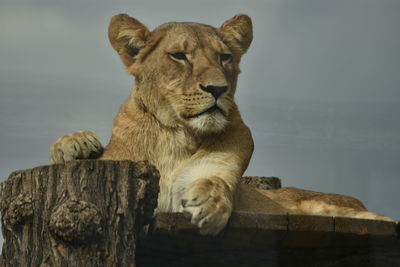 Close-up of lion relaxing outdoors