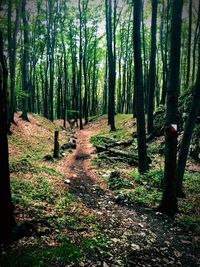 Trees growing in forest