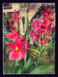 Close-up of red flowers blooming outdoors