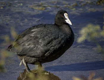 Close-up of duck in water